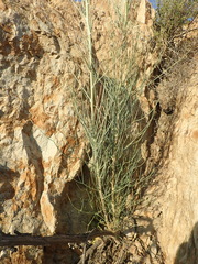 Anginon swellendamense
