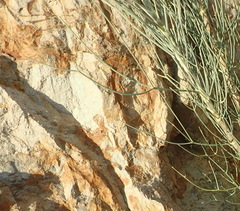Anginon swellendamense