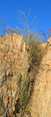 Anginon swellendamense