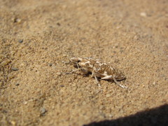 Cyphocleonus achates