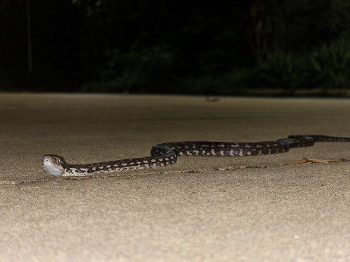 Coastal Carpet Python sighting