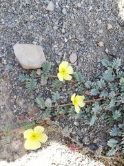 Tribulus cristatus