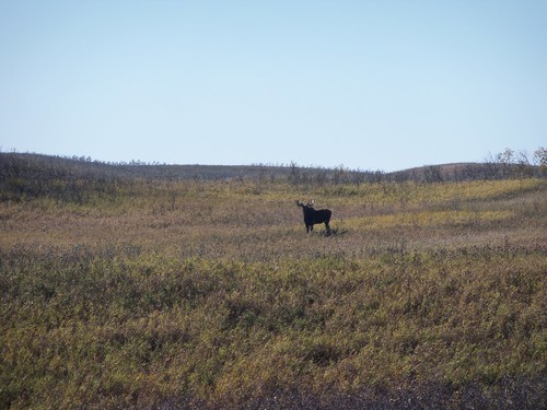 Moose photographed in North Dakota