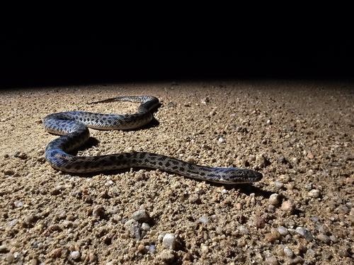 Spotted Python sighting