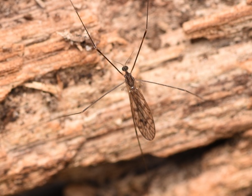 Unknown species found near Westwood, MA 02090, USA