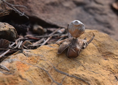 Geastrum minimum
