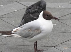 Chroicocephalus ridibundus