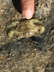 Thalamitinae