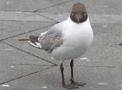 Chroicocephalus ridibundus