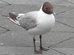 Chroicocephalus ridibundus