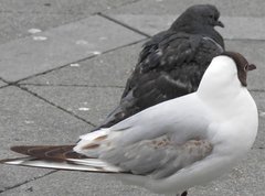 Chroicocephalus ridibundus