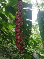 Heliconia vellerigera