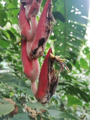 Heliconia vellerigera