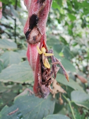 Heliconia vellerigera