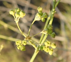 Anginon swellendamense