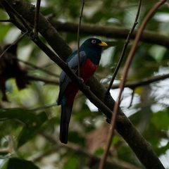 Trogon mesurus