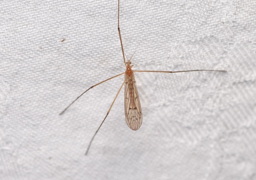 Unknown species found near Westwood, MA 02090, USA