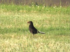 Turdus merula