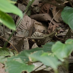 Stenocercus iridescens