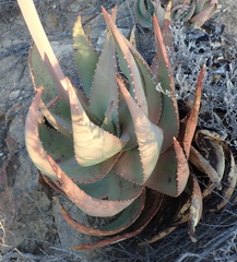 Aloe comptonii