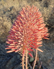 Aloe comptonii