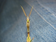 Empusa pennicornis