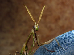 Empusa pennicornis