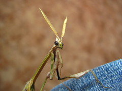 Empusa pennicornis