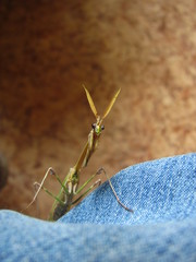 Empusa pennicornis