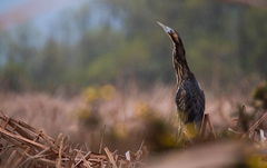 Australasian Bittern photo 2