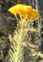 Athanasia vestita