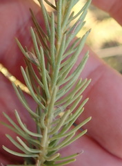 Athanasia vestita