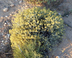Helichrysum excisum