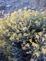Helichrysum excisum