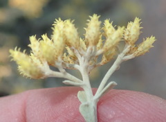 Helichrysum excisum