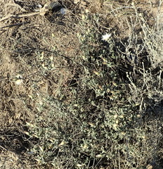 Pteronia membranacea