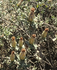 Pteronia membranacea