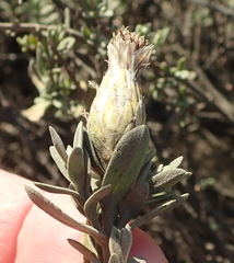 Pteronia membranacea
