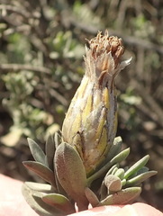 Pteronia membranacea