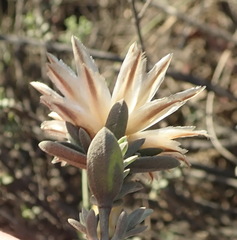 Pteronia membranacea
