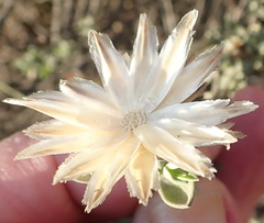 Pteronia membranacea