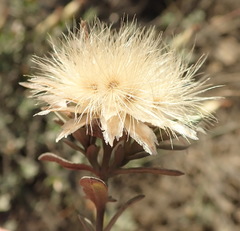 Pteronia membranacea