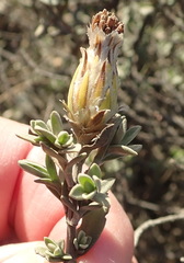 Pteronia membranacea