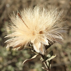 Pteronia membranacea