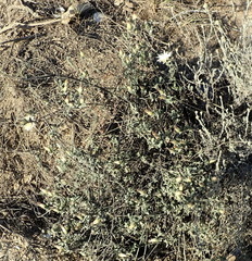 Pteronia membranacea