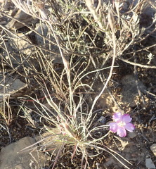 Dianthus basuticus fourcadei