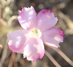 Dianthus basuticus fourcadei