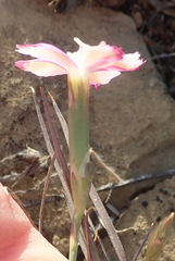 Dianthus basuticus fourcadei