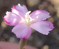 Dianthus basuticus fourcadei