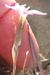 Dianthus basuticus fourcadei